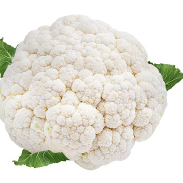 精品有机菜花量大从优稳定供货欢迎订购