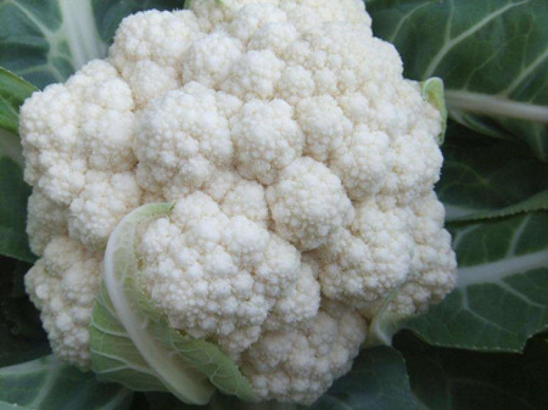 精品有机菜花量大从优稳定供货欢迎订购