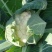 精品有机菜花量大从优稳定供货欢迎订购