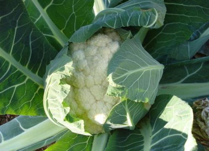 精品有机菜花量大从优稳定供货欢迎订购