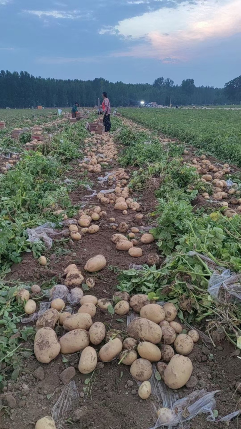 黄心土豆精品土豆，优质土豆基地大量上市产地直发高品质保障
