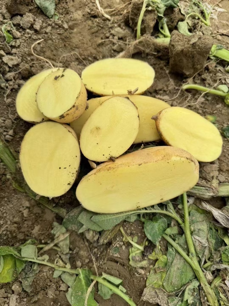 黄心土豆精品土豆，优质土豆基地大量上市产地直发高品质保障