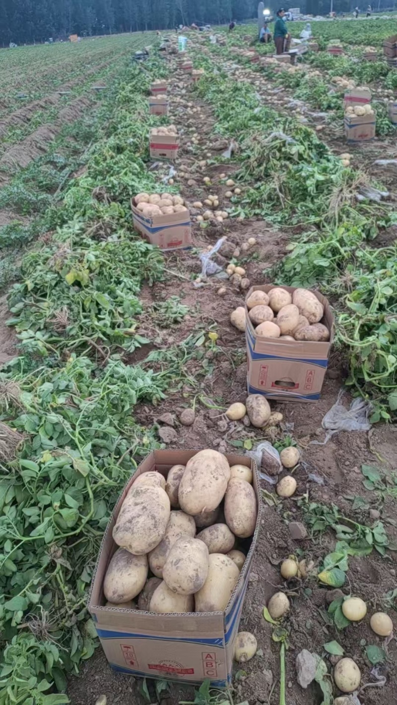 黄心土豆精品土豆，优质土豆基地大量上市产地直发高品质保障