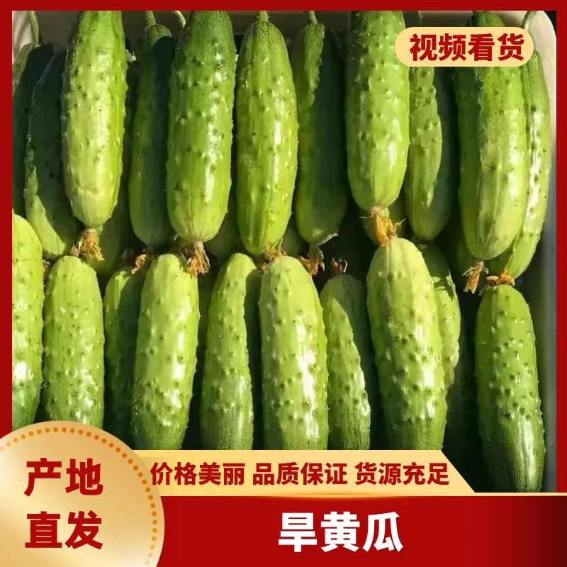 产地直供精品小黄瓜，商超平台**，一手货源量大优惠！