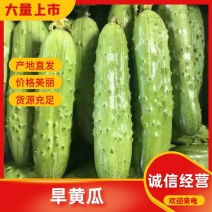 精品旱黄瓜一手货源，商超，平台量大优惠！