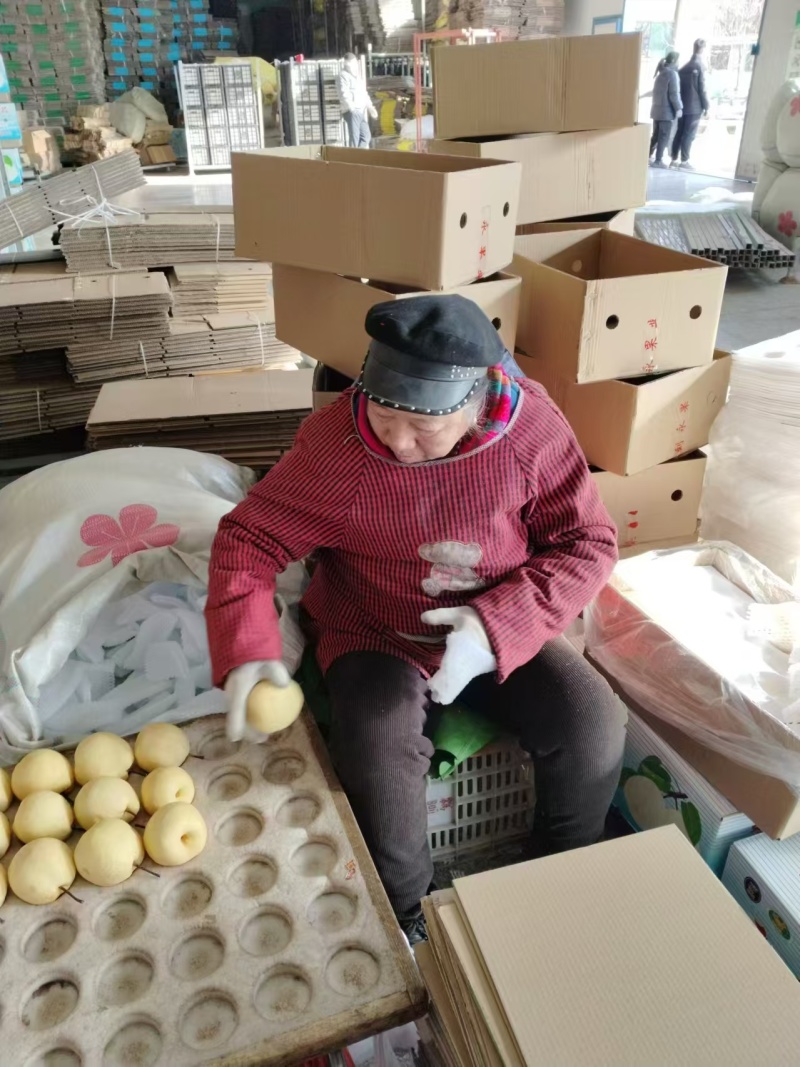 【推荐】山西祁县雪花梨产地直发源头货源保证质量