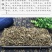 中药材批发野生正品半支莲无硫半枝莲挖耳草通经草