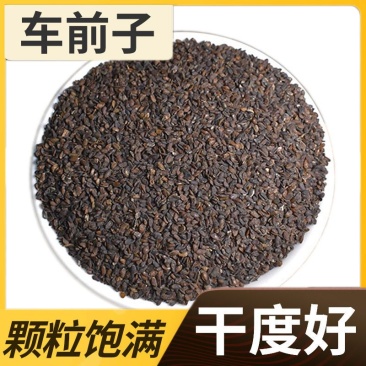 车前子,新货无硫无异味,产地货源,保质保量,批发各种药材