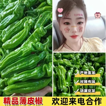 山东鲜辣椒【薄皮椒】新优芜湖椒线椒螺丝椒301尖椒