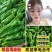 山东鲜辣椒【薄皮椒】新优芜湖椒线椒螺丝椒301尖椒