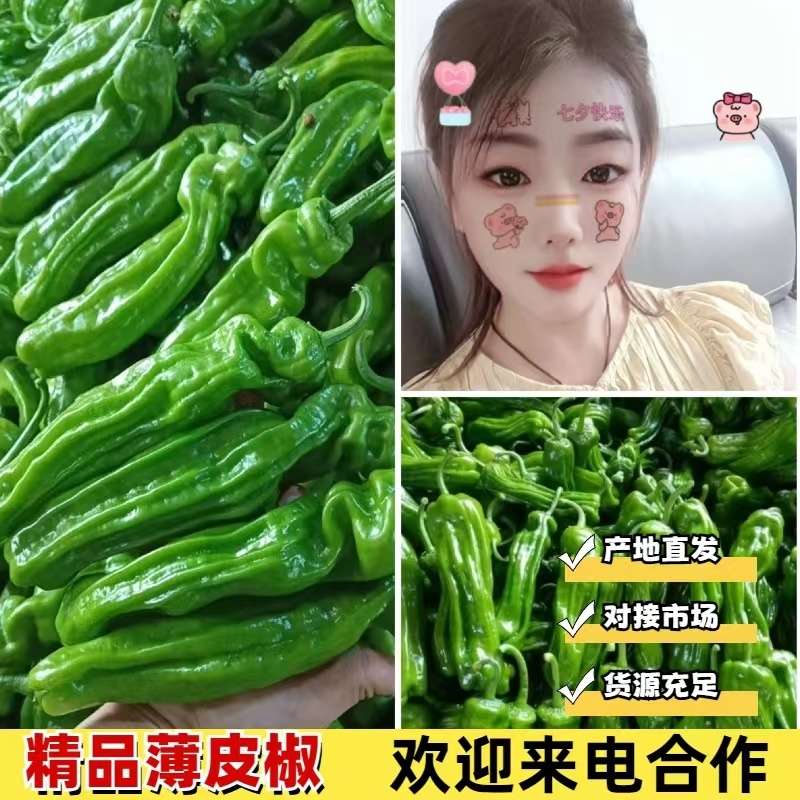 山东鲜辣椒【薄皮椒】新优芜湖椒线椒螺丝椒301尖椒