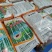桉树肥20-8-12水溶40%硼锌速生桉复合肥
