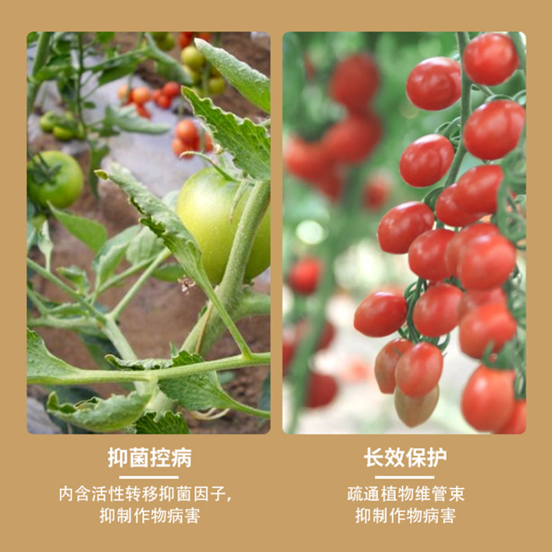 德夫特番茄一菌清西红柿灰霉疫病蔓枯炭疽长效防治活性微生物