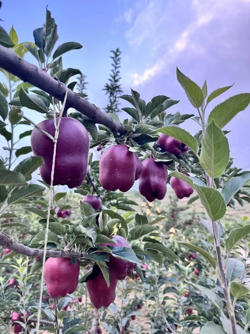 【包邮】花牛苹果甘肃发货品质保证一件发货口碑好快下单