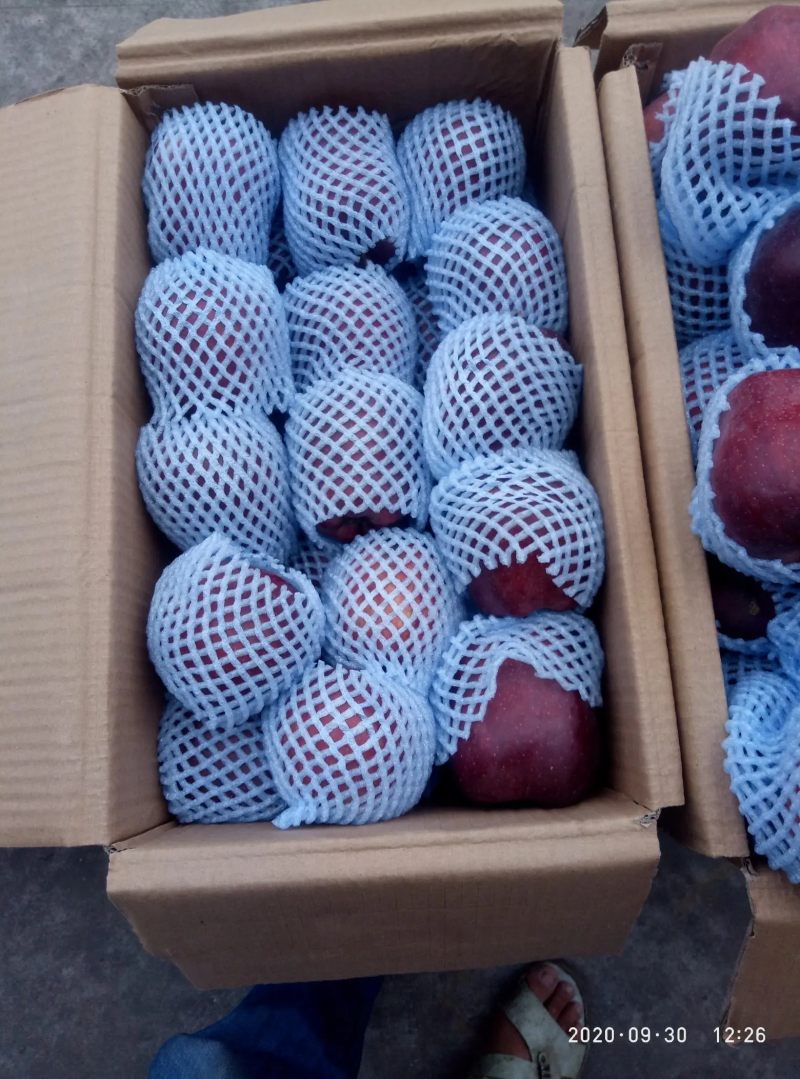 【包邮】花牛苹果甘肃发货品质保证一件发货口碑好快下单