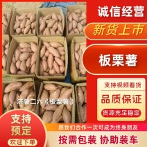 济二六（板栗薯）大量出售，支持袋装箱装，口感香糯甜，