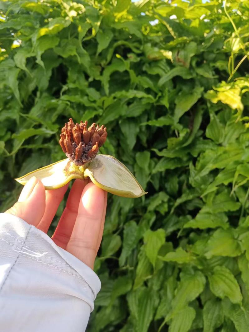 广西富川百部苗供应，产地直发，量大从优，各种规格，可咨询