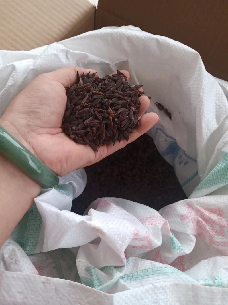 百部种子广西供应，产地直发，量大从优，各种规格，可咨询