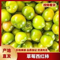 草莓西红柿现摘现发产地直发量大从优欢迎客商洽谈合作