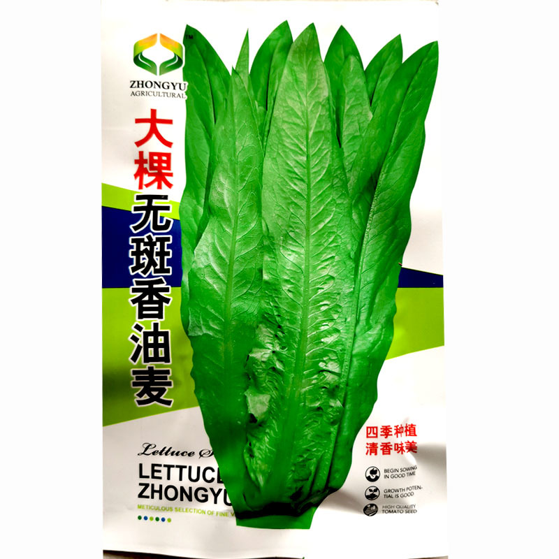 大颗甜脆油麦菜种子耐热耐寒四季无斑香油麦菜种子籽孑