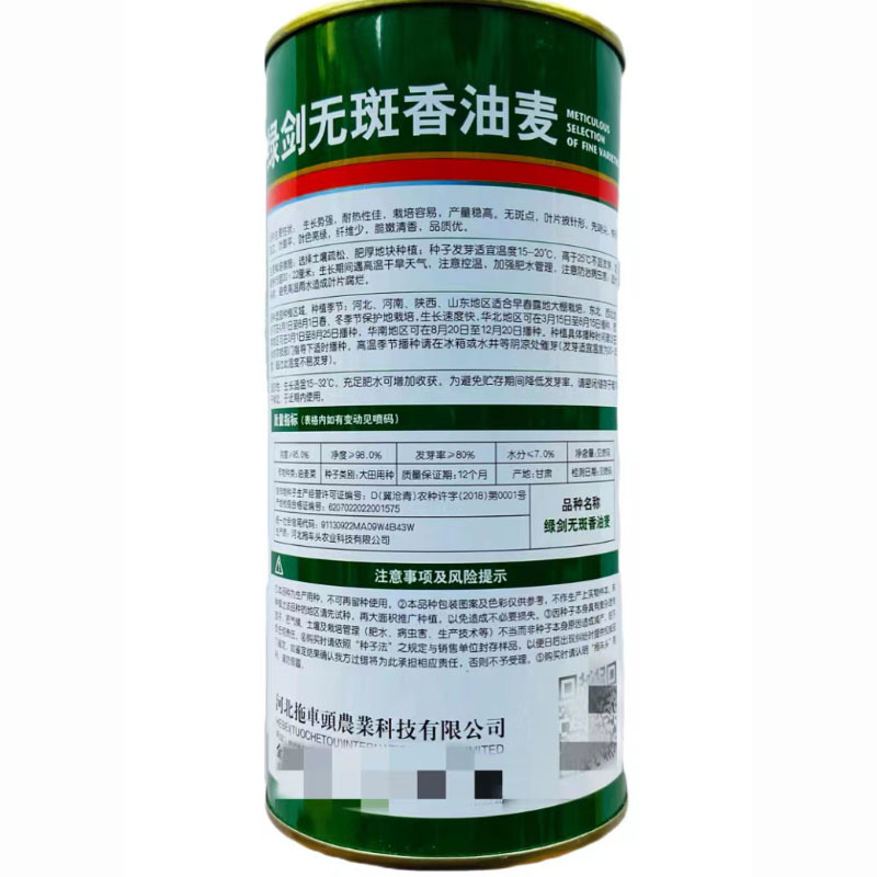 绿剑无斑油麦菜种子四季大颗油麦菜种籽
