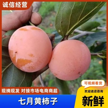 精品七月黄柿子，吊红，火葫芦，软糯香甜，品质保证代发全国