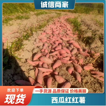 西瓜红红薯基地供应量大质优价格优惠