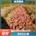 西瓜红红薯基地供应量大质优价格优惠
