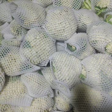 【精品松花菜】江苏基地直供质量保证一手货源全国发货