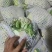 【精品松花菜】江苏基地直供质量保证一手货源全国发货