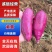 广西紫薯大量上市有008小花叶代发全国各地