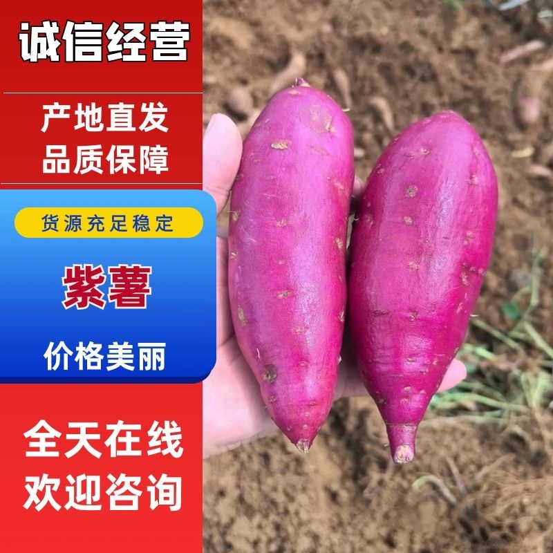 广西紫薯大量上市有008小花叶代发全国各地