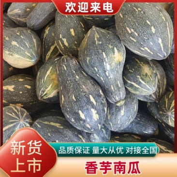 广西香芋南瓜大量上市产地批发一手货源代发全国