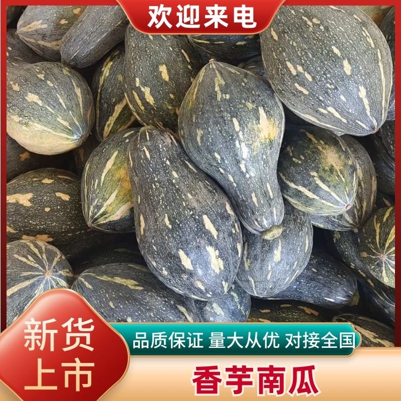 广西香芋南瓜大量上市产地批发一手货源代发全国