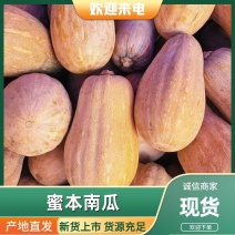 广西蜜本南瓜大量上市产地批发一手货源全国代发