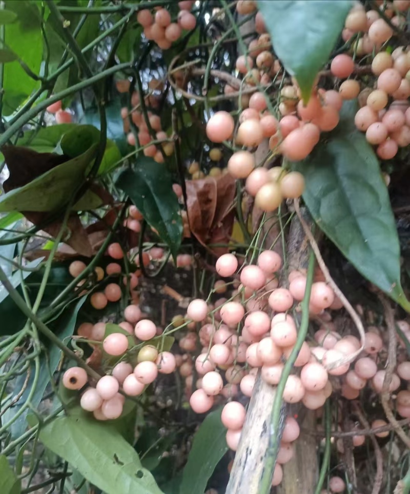 地苦胆（金果榄）精品紫花苗中药材种子种苗云南欢迎进店