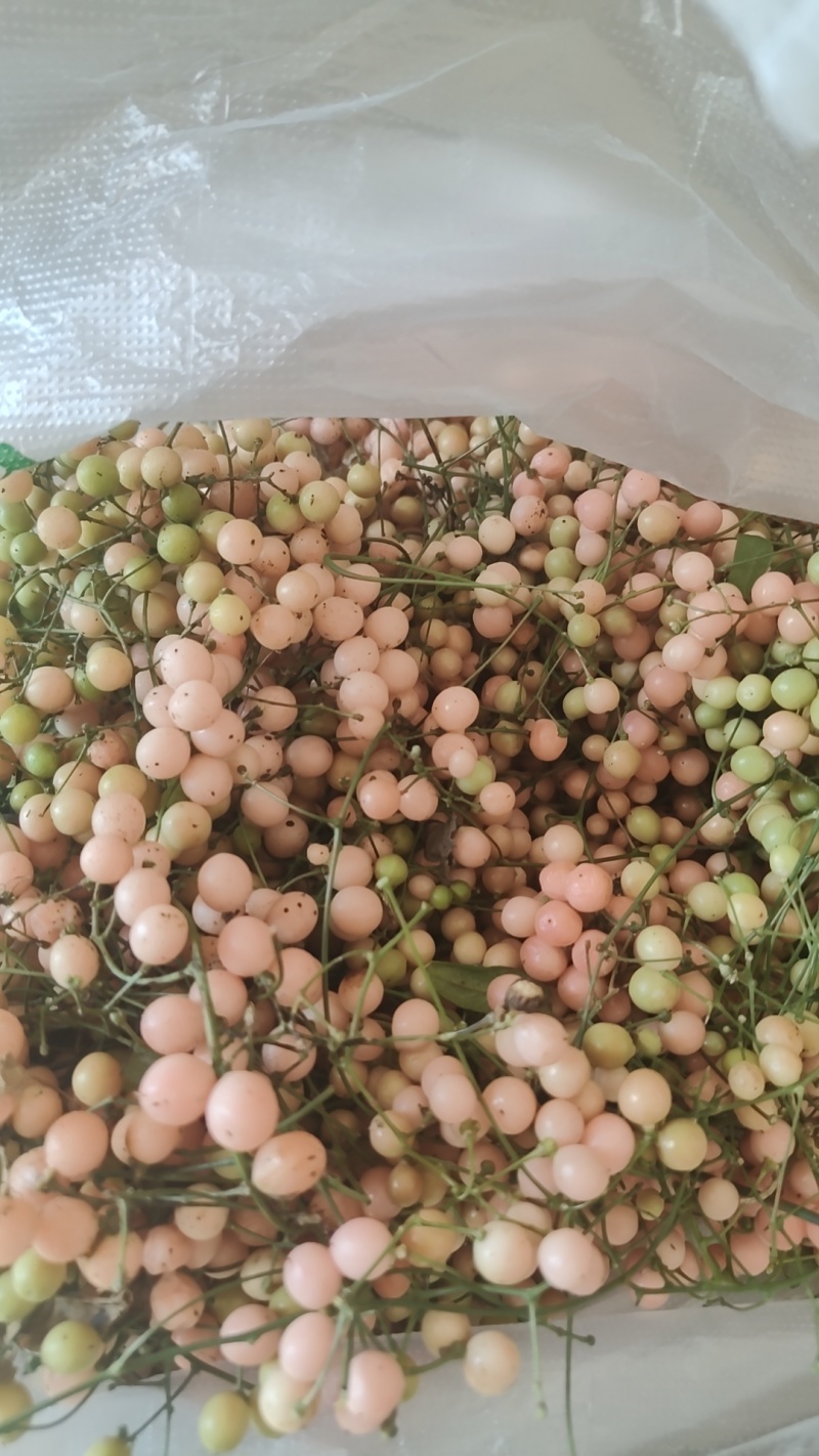 地苦胆（金果榄）百部紫花中药材种子种苗云南欢迎进店