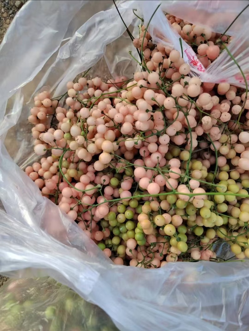 地苦胆（金果榄）精品紫花苗中药材种子种苗云南欢迎进店