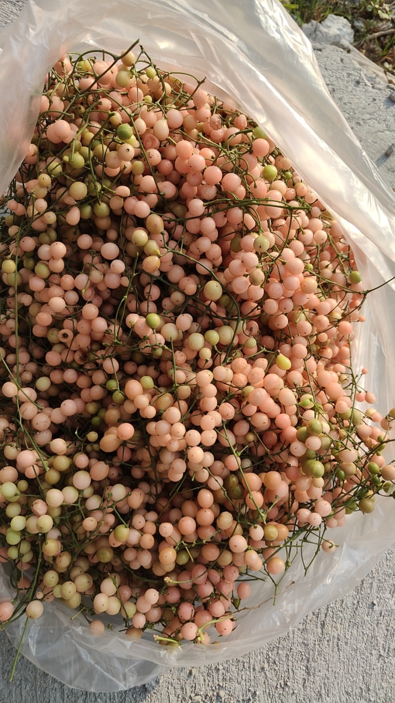 地苦胆（金果榄）精品紫花苗中药材种子种苗云南欢迎进店