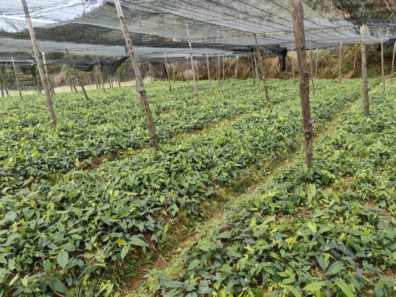 云南地苦胆种子产地直销质量保障对接全国欢迎订购