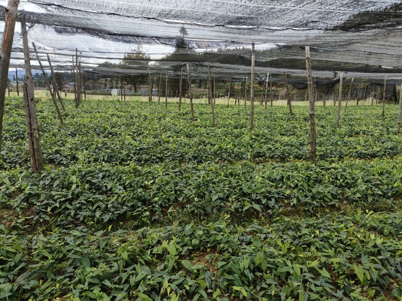 云南地苦胆种子产地直销质量保障对接全国欢迎订购