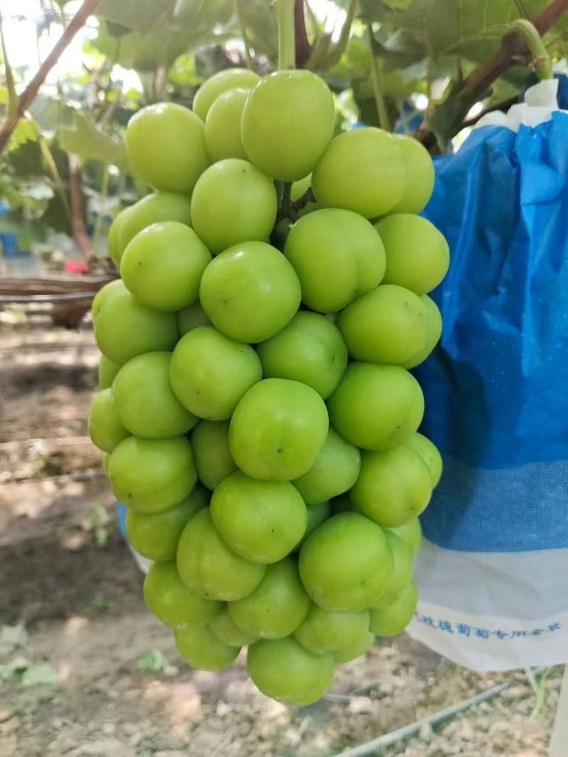 河北涿鹿阳光玫瑰葡萄开卖了品相好运输便利价格实惠诚信经营