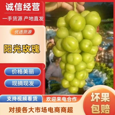 河北涿鹿阳光玫瑰葡萄开卖了品相好运输便利价格实惠诚信经营