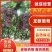 精品龙眼葡萄基地直发量大价优品质保障欢迎选购