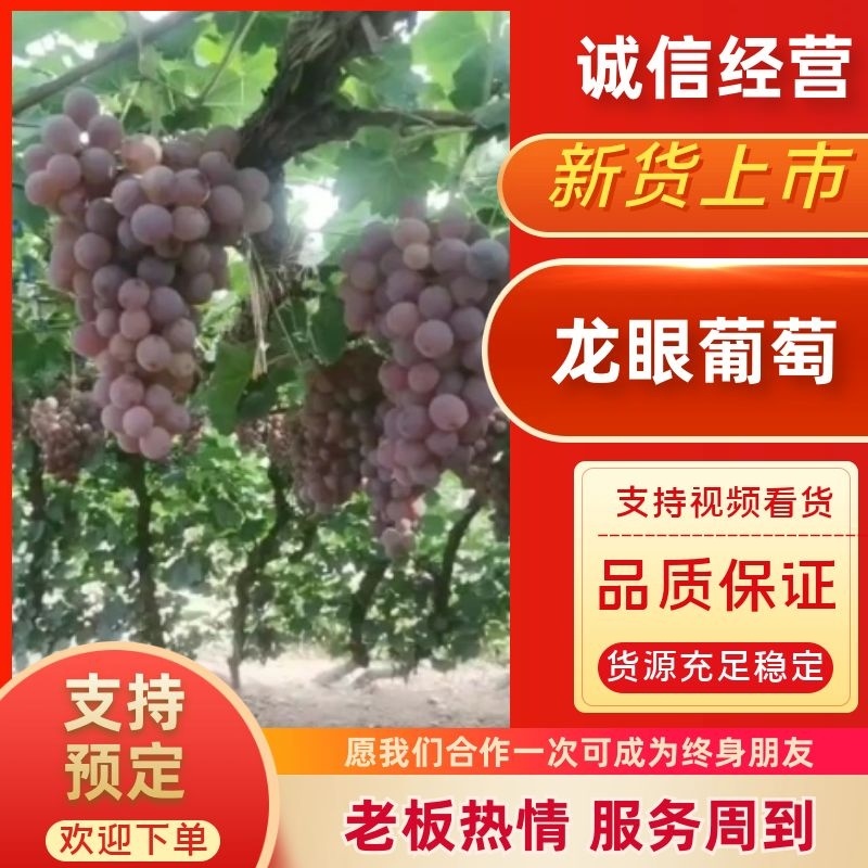 精品龙眼葡萄基地直发量大价优品质保障欢迎选购