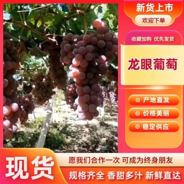 (精选)河北龙眼葡萄热卖中品质保障价格实惠基地直发