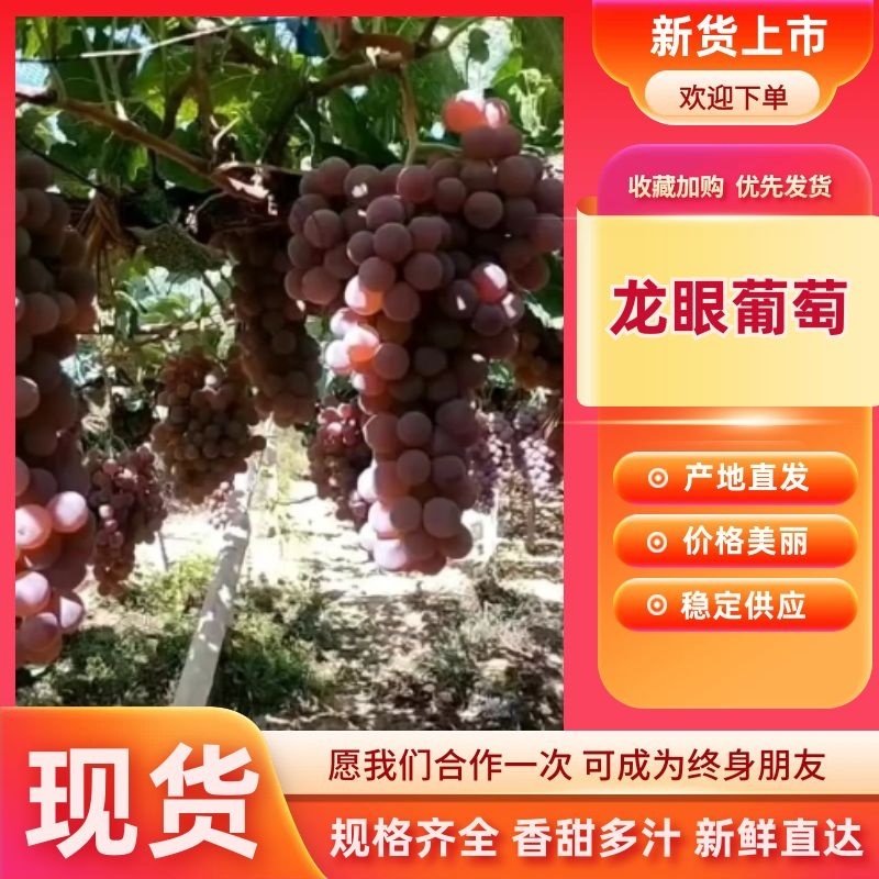 （精选）河北龙眼葡萄热卖中品质保障价格实惠基地直发