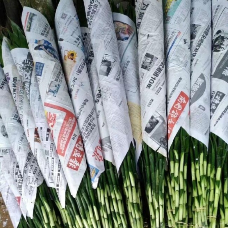 青竹、富贵竹基地，小竹中竹大竹一手货源批发一件代发
