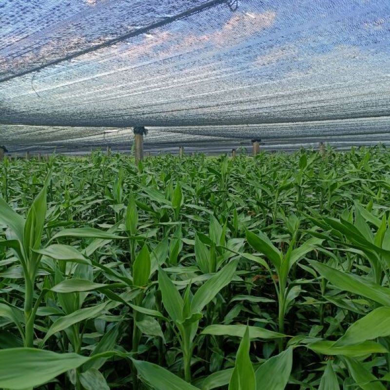 青竹、富贵竹基地，小竹中竹大竹一手货源批发一件代发