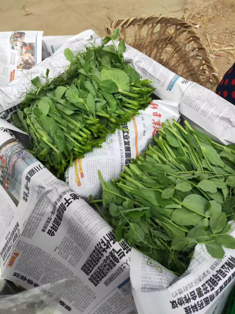精品豌豆尖产地直发，常年有货，品质保证！